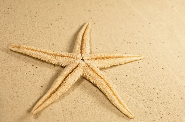 Starfish em uma praia arenosa — Fotografia de Stock