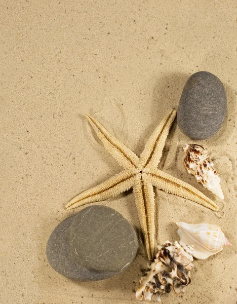 Textura de arena y conchas marinas y estrellas de mar — Foto de Stock
