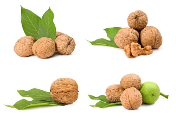 Collection of walnuts — Stock Photo, Image