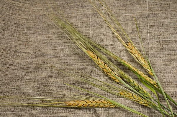 Пшеничные уши на холсте — стоковое фото