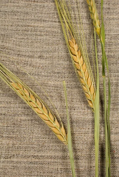 Пшеничные уши закрываются — стоковое фото