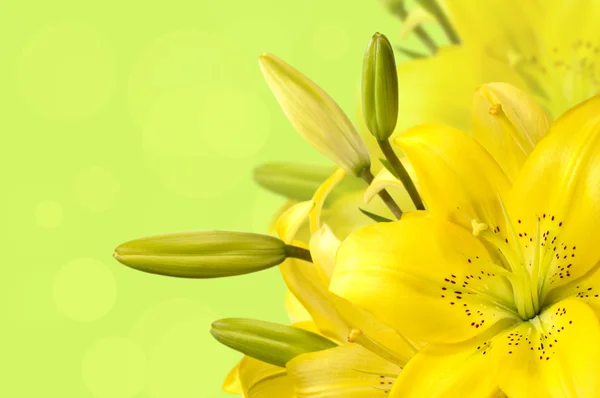 Buket bunga lili kuning — Stok Foto