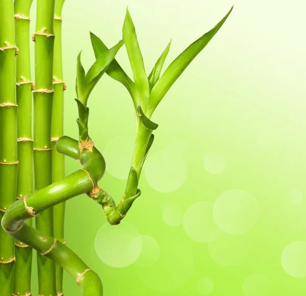 Fondo de bambú verde —  Fotos de Stock