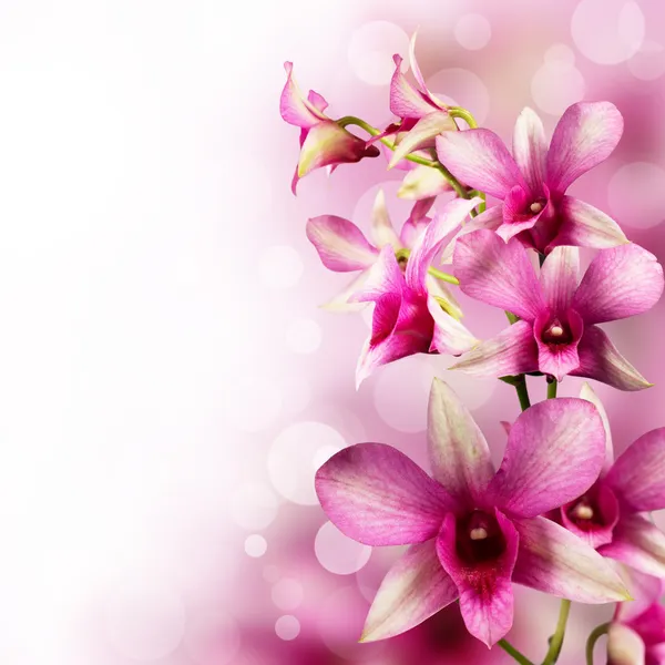 Orchidee tropicali — Foto Stock