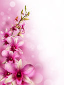 rosa tropische Orchideen