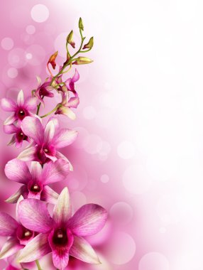 Pink tropical orchids clipart