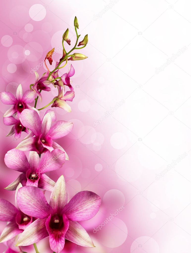 Pink tropical orchids