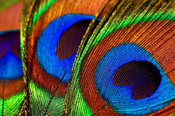 Peacock feathers