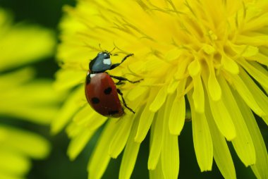 dandelions tarihinde uğur böceği