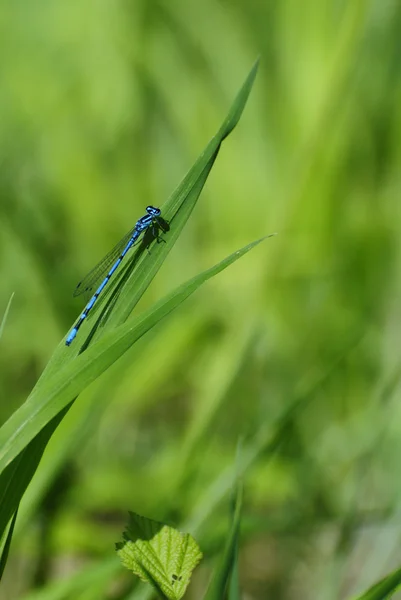 Dragonfly on the grass — Stock Photo, Image