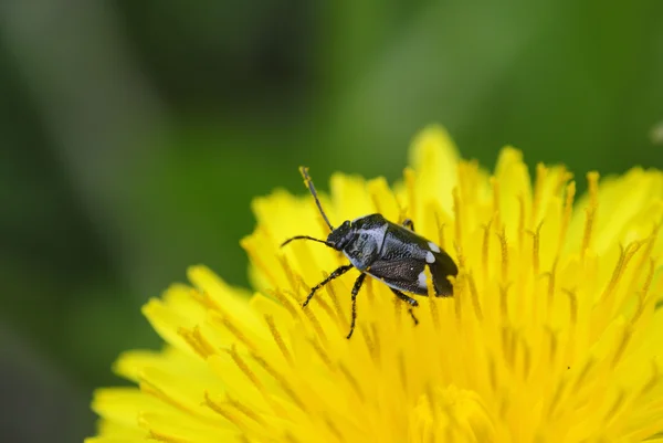 Bedbug on the dandelions — Stock Photo, Image