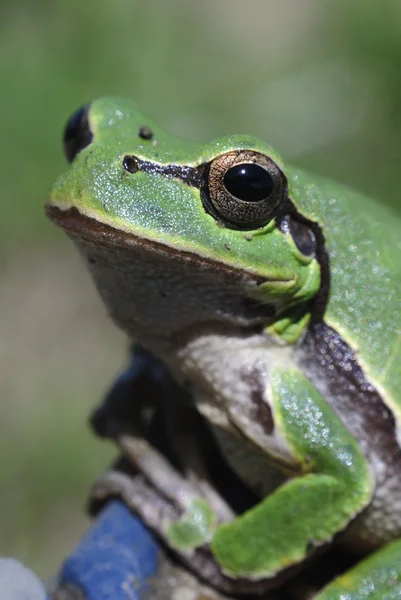 Portrait d'une grenouille — Photo