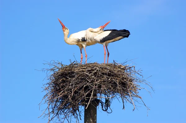 Marriage ritual of storks — Stock Photo, Image