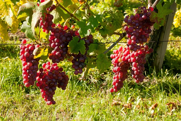 Vignoble alsacien vigne — Photo