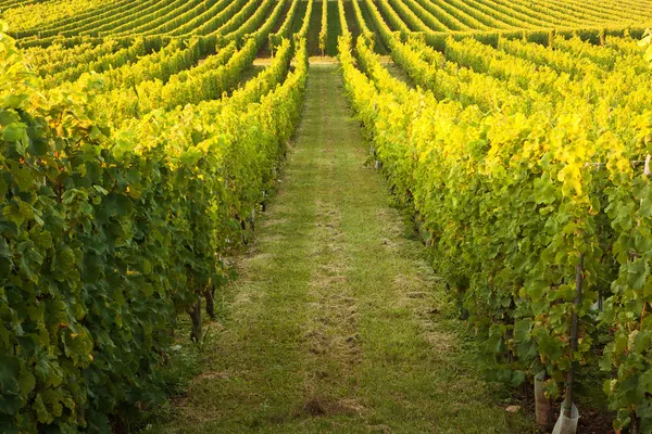 Fileiras infinitas em uma vinha — Fotografia de Stock