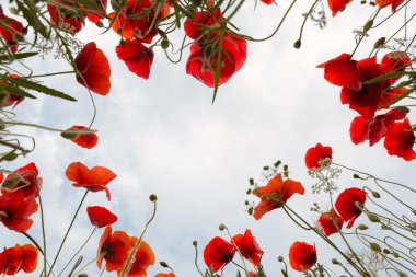 Wildflowers and poppy field bug's view clipart