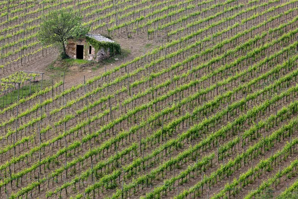 Виноградник в Тоскане — стоковое фото