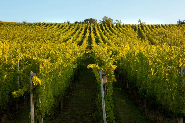 Alsace vines — Stock Photo, Image