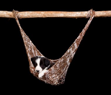 Hammock border collie clipart