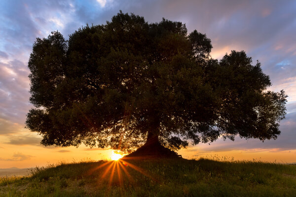 Sunbeams shining below a lonely tree on a hill in Tuscany at sunset