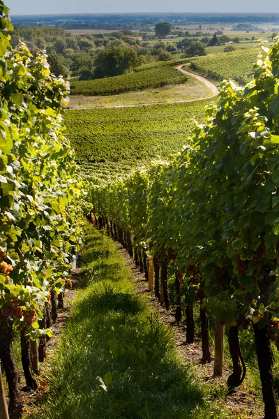 Ruta del vino en Alsacia — Foto de Stock