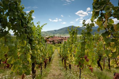 Wine village of Alsace clipart