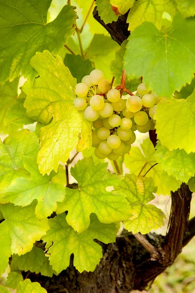 Racimo de uvas pequeñas — Foto de Stock