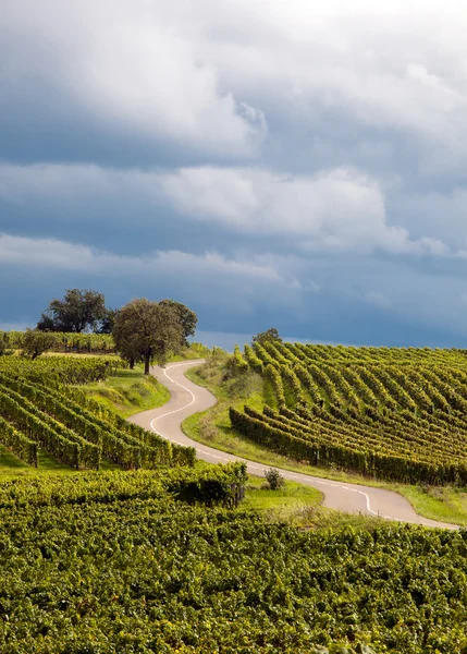 Французький виноградник дороги — стокове фото