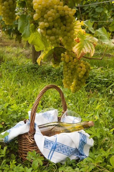 Picnic in a vineyard — Stock Photo, Image
