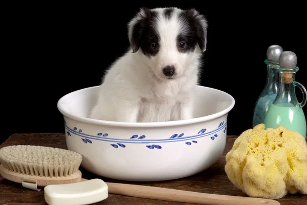 子犬お風呂 — ストック写真