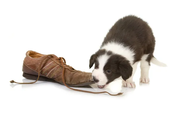Border collie puppy chewing on a shoe — Stock Photo, Image