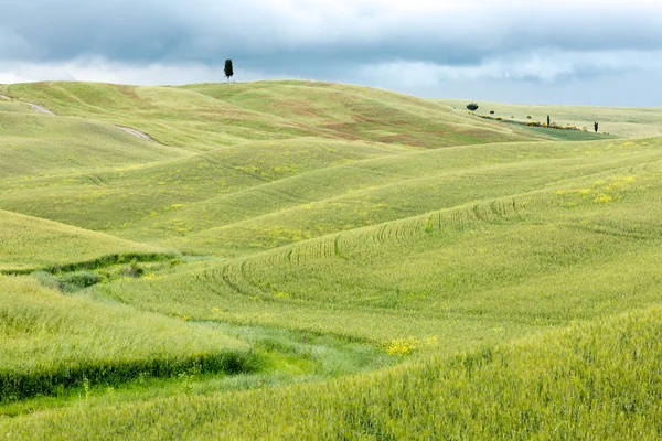 Våren gröna kullarna i Toscana — Stockfoto