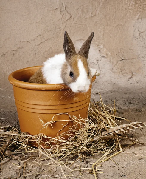Furry rabbit in rustic flowerpot — Stock Photo, Image