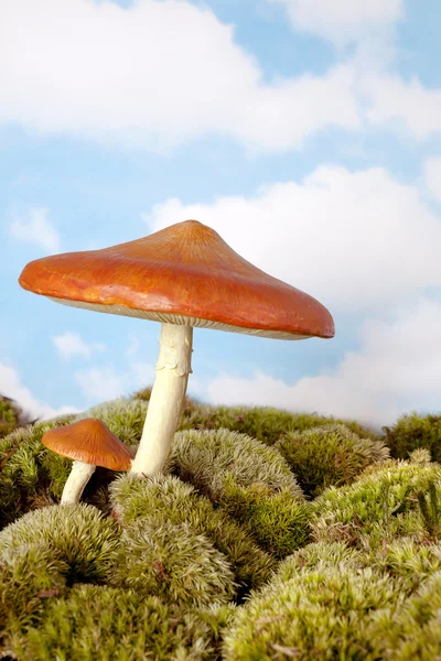 Toadstool for a gnome — Stock Photo, Image