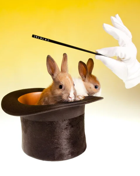 Rabbit magic trick in top hat — Stock Photo, Image
