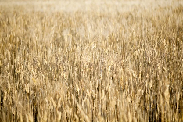 Campo dourado de trigo — Fotografia de Stock