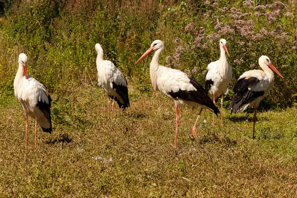 Group of storks — Stock Photo, Image