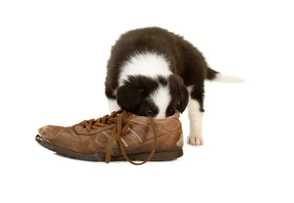 Пахнущий щенок — стоковое фото