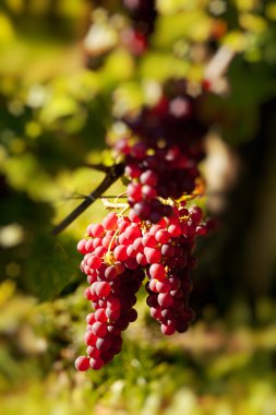 Red grapes on grapevine clipart