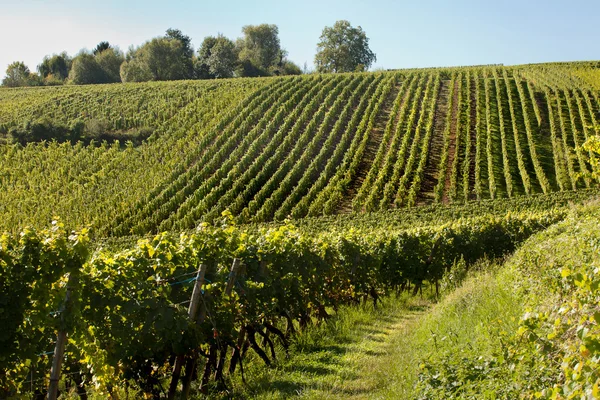 Vinhas da Alsácia — Fotografia de Stock