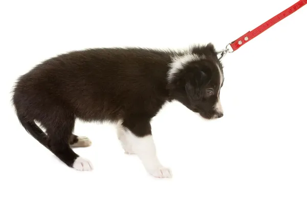 First dog walk on a leash — Stock Photo, Image