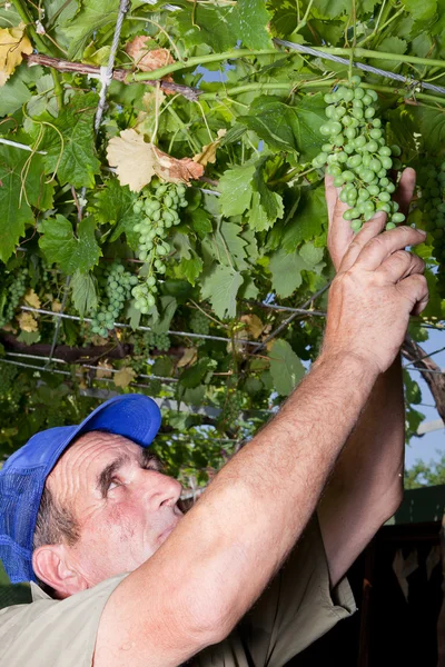 Виноград и старый фермер — стоковое фото