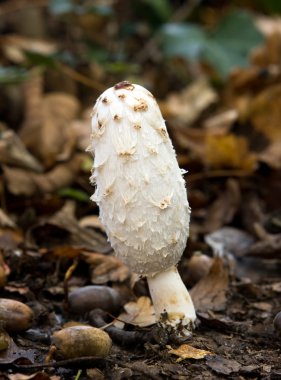 Coprinus cornatus