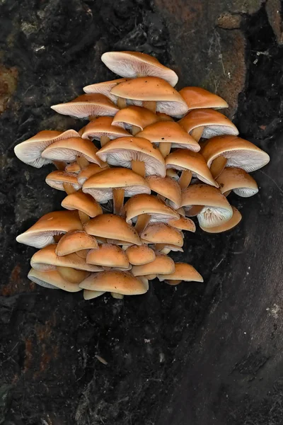 Нетронутые грибы — стоковое фото