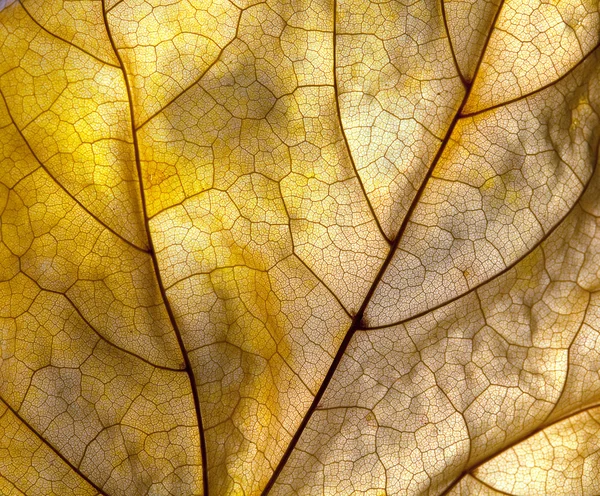 Detalhe da folha de outono — Fotografia de Stock