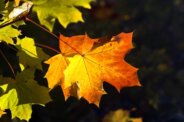 Single autumn leaf — Stock Photo, Image