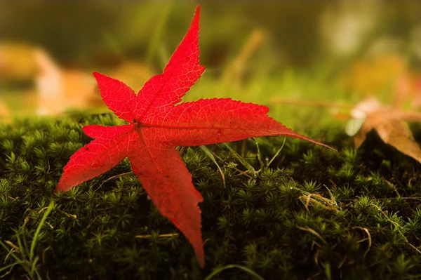 Podzimní červené — Stock fotografie