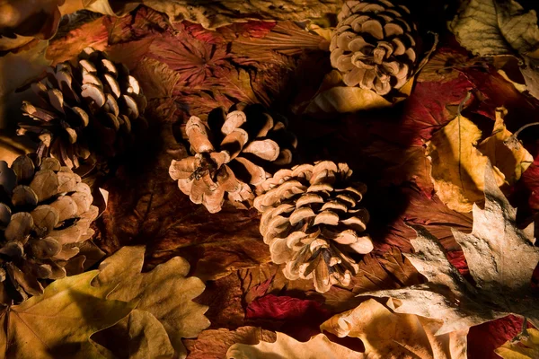 Piñas de otoño —  Fotos de Stock