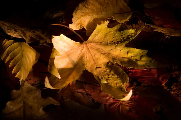 Light on a leaf — Stock Photo, Image