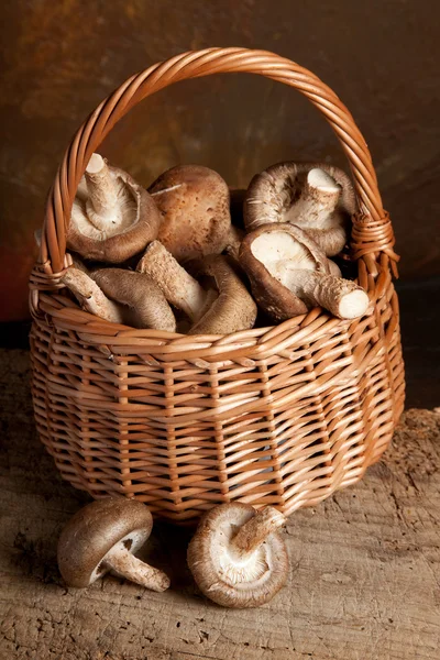 Fungi in a basket — Stock Photo, Image